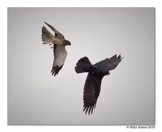 Northern Harrier