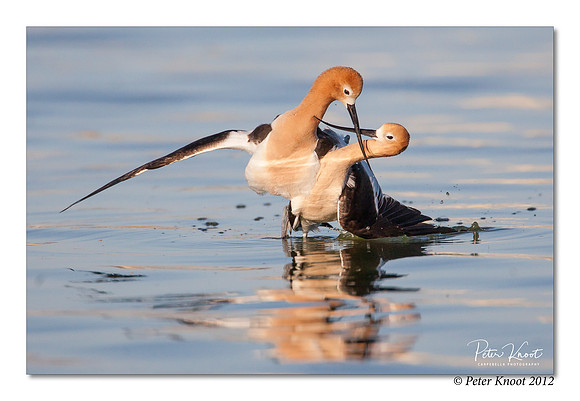 American Avocet