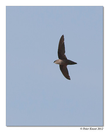 Chimney Swift