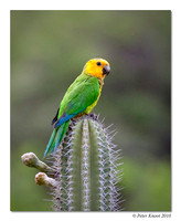 Brown-throated Parakeet