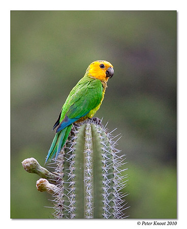 Brown-throated Parakeet