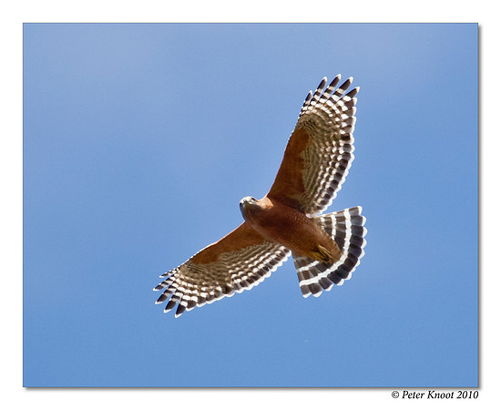 Red-shouldered Hawk