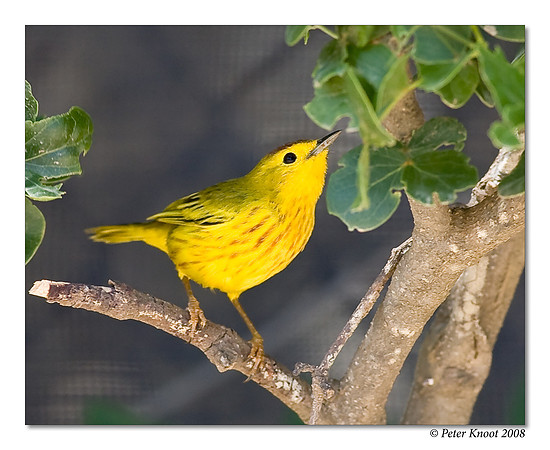 Yellow Warbler