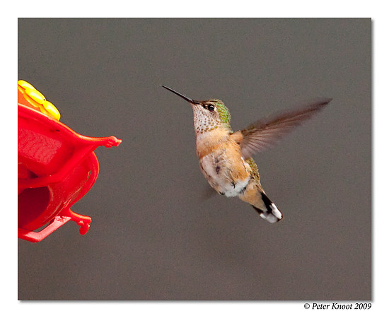 Calliope Hummingbird