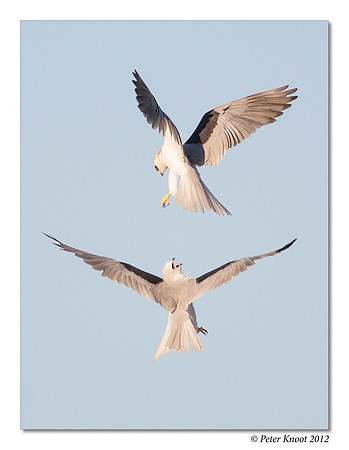 White-tailed Kite