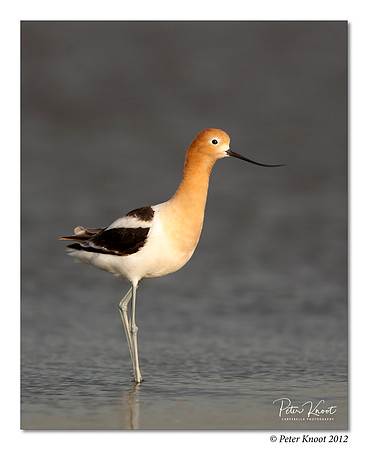 American Avocet