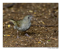 Black-faced Grassquit