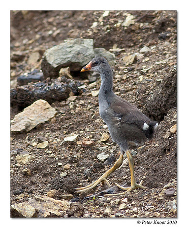 Common Moorhen