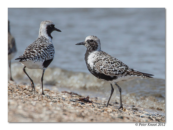 Black-bellied Plover