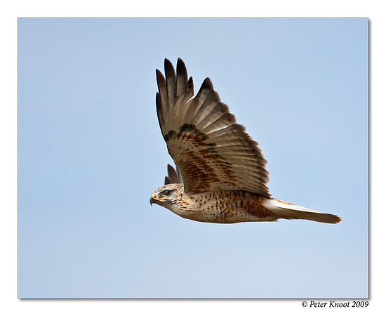 Ferruginous Hawk