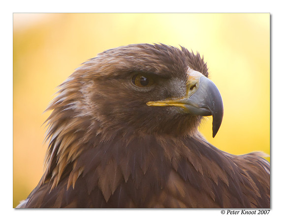 Golden Eagle