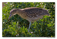 Black-crowned Night-Heron