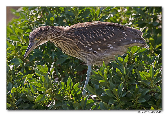 Black-crowned Night-Heron