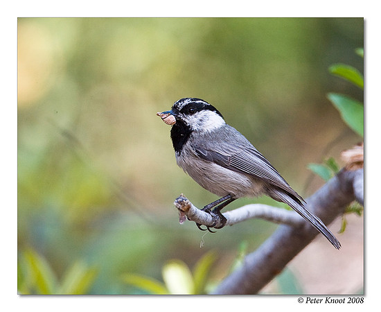 Mountain Chickadee
