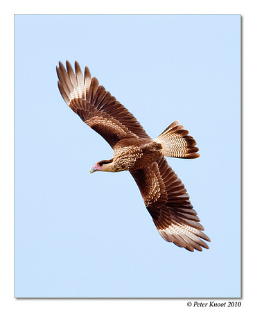 Crested Caracara