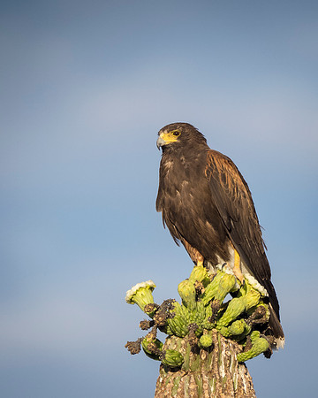 Harris' Hawk