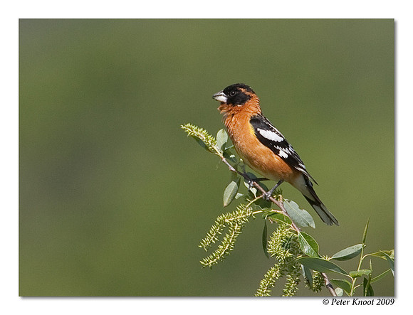 Black-headed Grosbeak