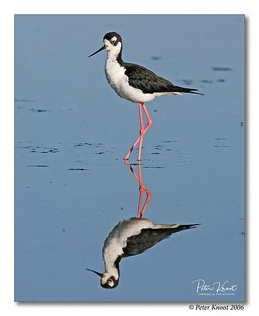 Black-necked Stilt