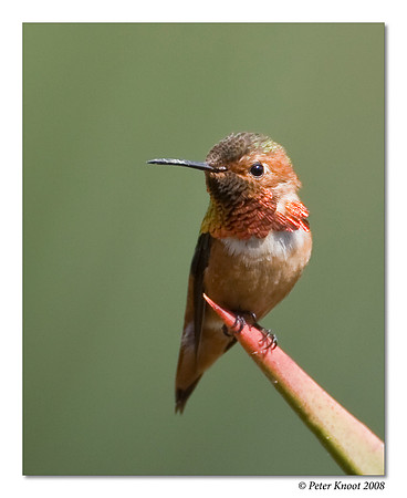 Allen's Hummingbird