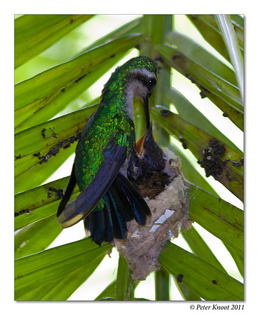 Blue-tailed Emerald Hummingbird