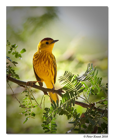 Yellow Warbler