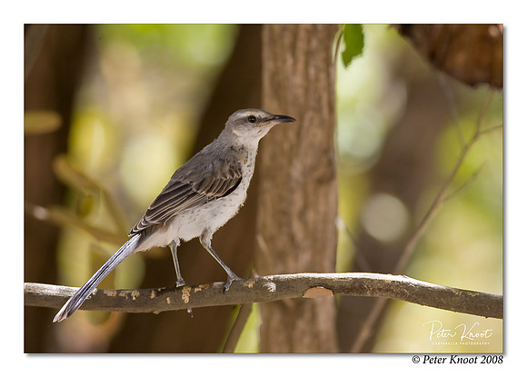 Tropical Mockingbird