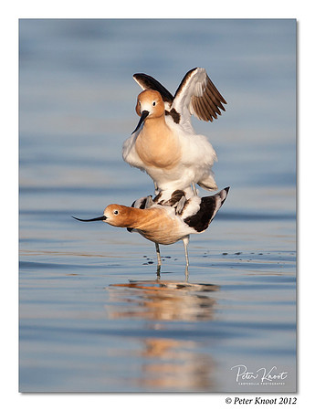 American Avocet