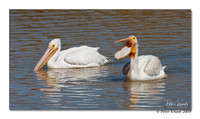American White Pelican