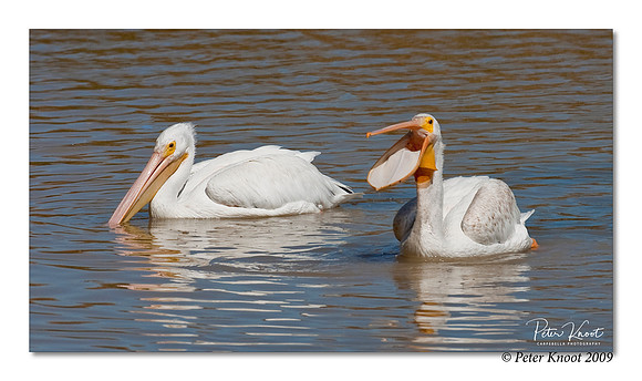 American White Pelican