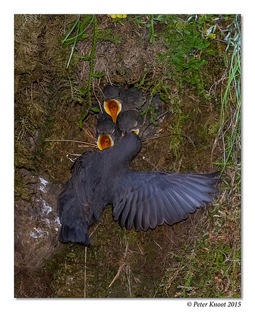 American Dipper