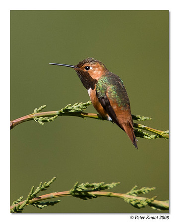 Allen's Hummingbird