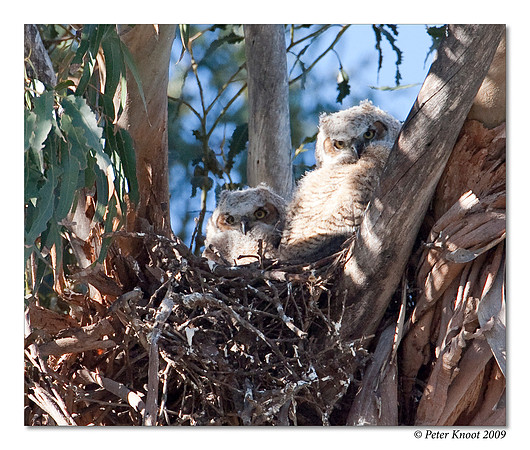 Great Horned Owl