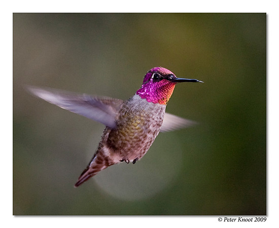 Anna's Hummingbird