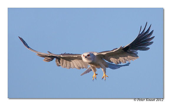 White-tailed Kite