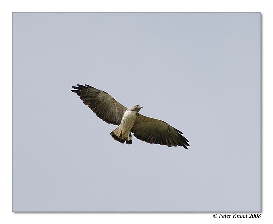 White-tailed Hawk
