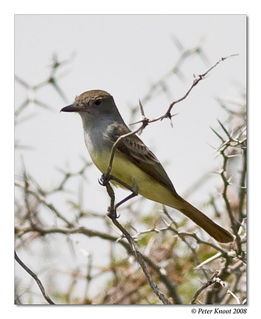 Brown Crested Flycatcher
