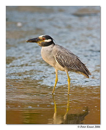 Yellow-crowned Night-Heron
