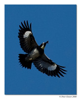 Acorn Woodpecker