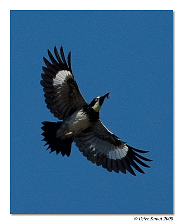 Acorn Woodpecker