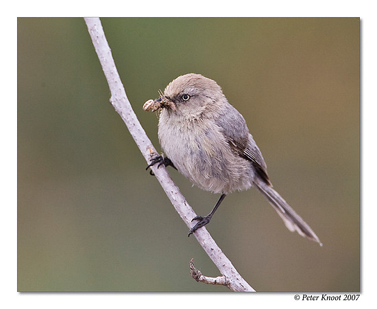 Bushtit