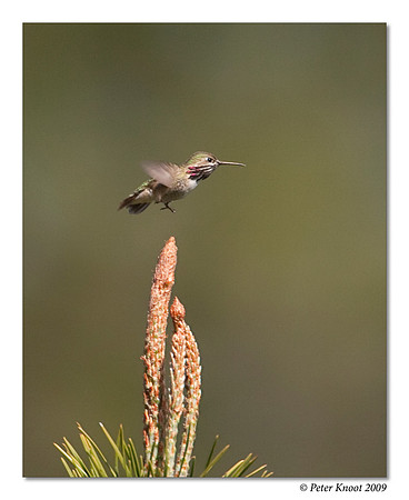Calliope Hummingbird