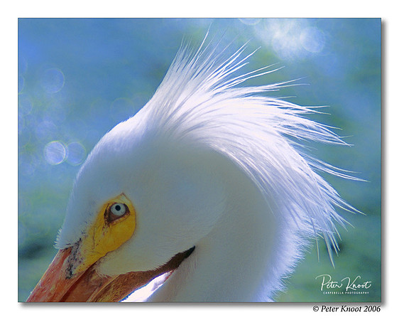 American White Pelican