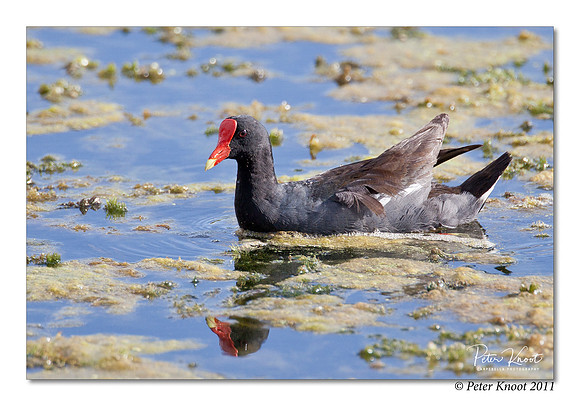 peter_american_moorhen_4