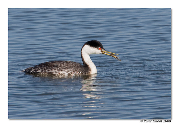 Western Grebe