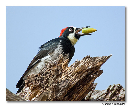 Acorn Woodpecker