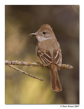 Ash-throated Flycatcher