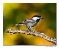 Chestnut-backed Chickadee