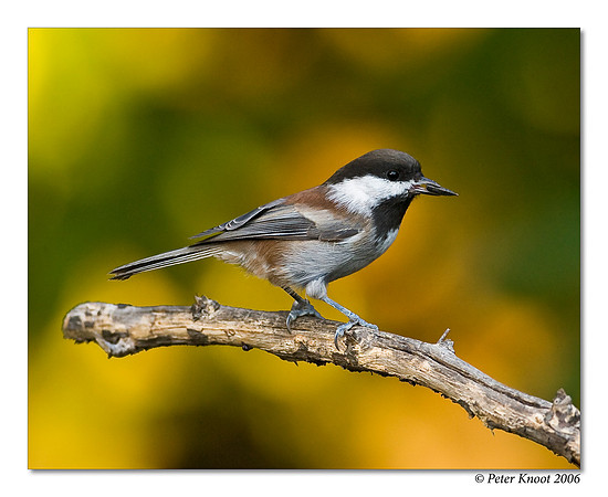 Chestnut-backed Chickadee