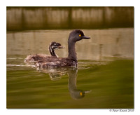 Least Grebe