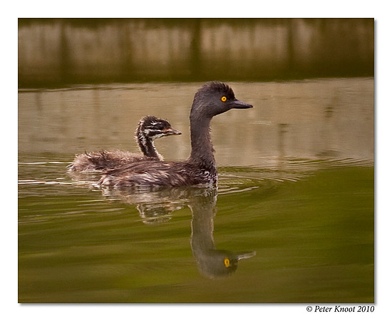 Least Grebe